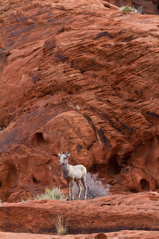 Bighorn On Slickrock